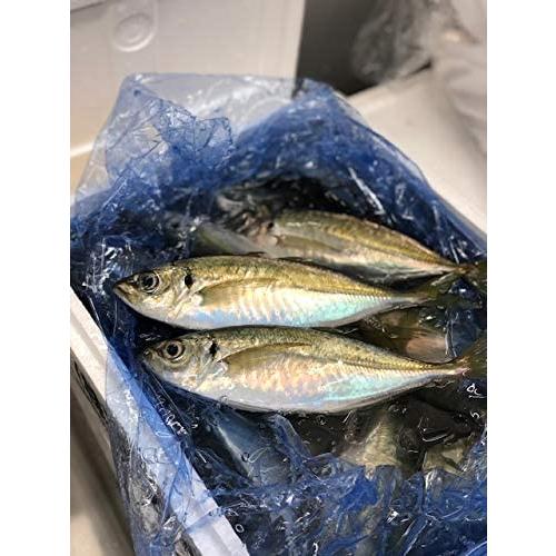特上釣りアジ 淡路島産 1尾150 0gサイズ 計4尾 マアジ 鯵 豊洲直送淡路鯵4尾冷蔵 Maruショップ 通販 Yahoo ショッピング