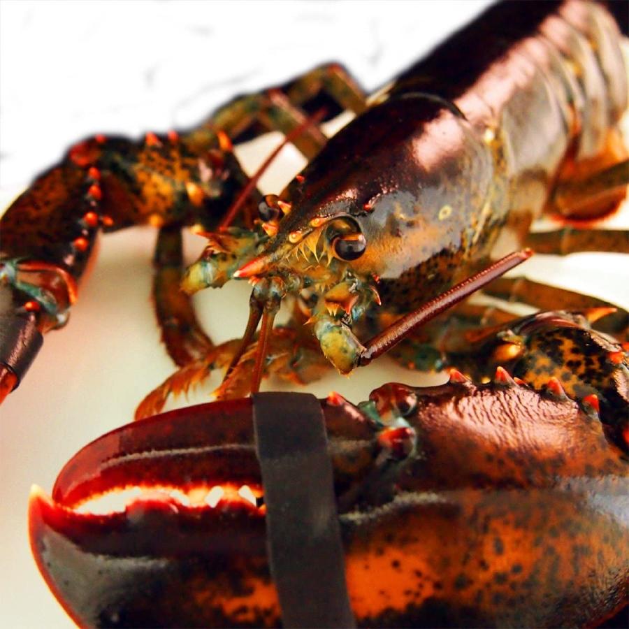 本命ギフト 1尾 アメリカ カナダ産 600gサイズ ロブスター 活オマール海老 築地魚群 魚介類 海産物