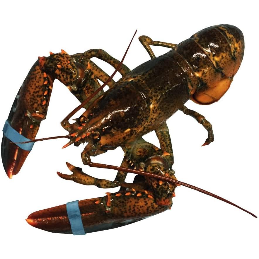 数量は多 活 オマール ロブスター 550gx2尾 海外正規品 Uitcs Acm Org