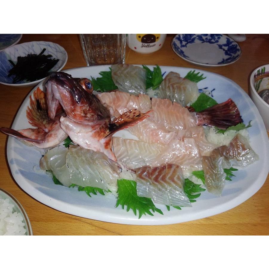 愛媛 カサゴ 1 300gサイズ 400 500g原体分 刺身 煮魚 焼魚 下処理済み 宇和海の幸問屋 Maruショップ 通販 Yahoo ショッピング