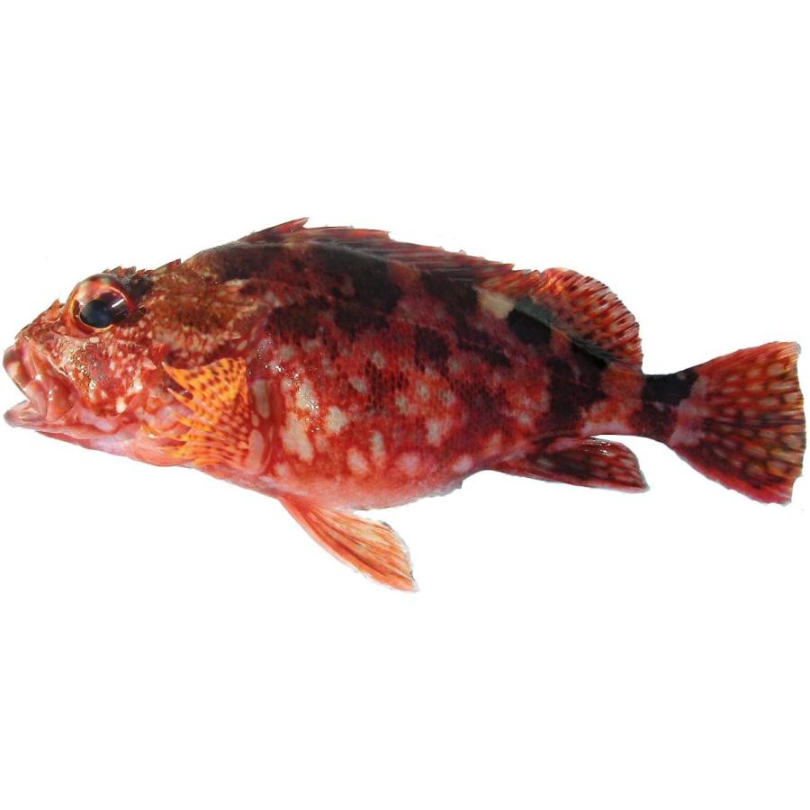 愛媛 カサゴ 1 300gサイズ 400 500g原体分 刺身 煮魚 焼魚 下処理済み 宇和海の幸問屋 Maruショップ 通販 Yahoo ショッピング