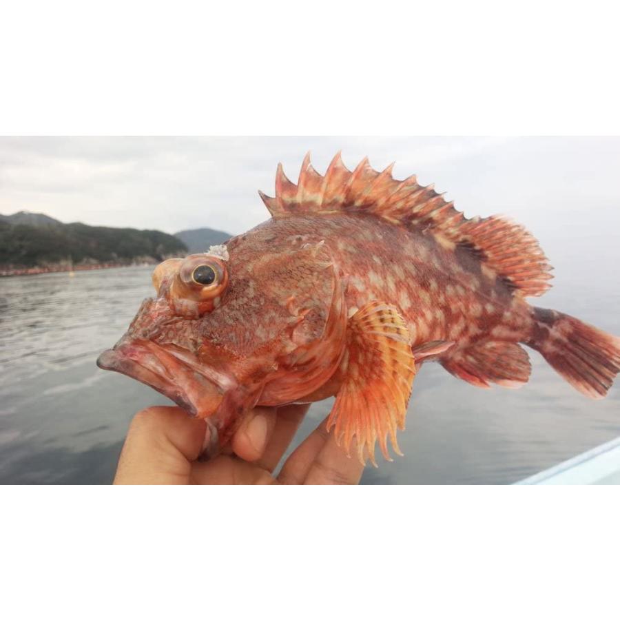 愛媛 カサゴ 1 300gサイズ 400 500g原体分 刺身 煮魚 焼魚 下処理済み 宇和海の幸問屋 Maruショップ 通販 Yahoo ショッピング
