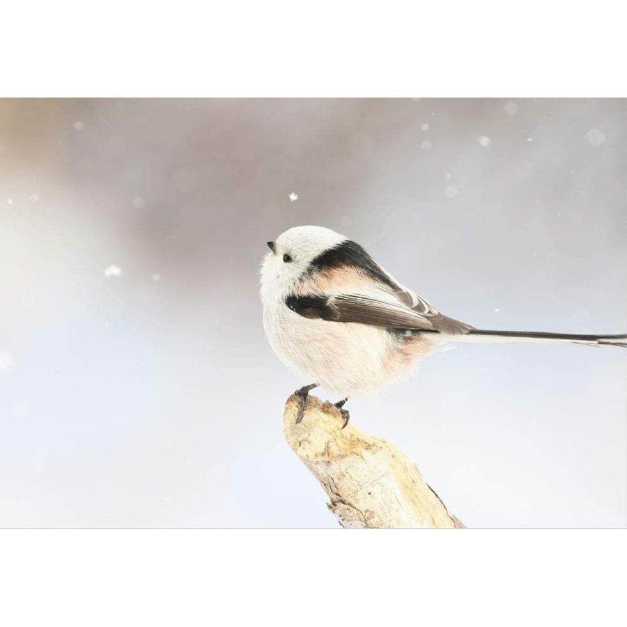 ぼく シマエナガ 21 壁掛け カレンダー Maruショップ 通販 Yahoo ショッピング