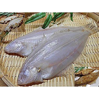 新発 国産 一夜干し 笹かれい 尾入 一夜干し 笹鰈 ササカレイ 笹カレイ 笹かれ ヤナギムシガレイ ささかれいの干物一夜干しカレイ 希少 Zoetalentsolutions Com