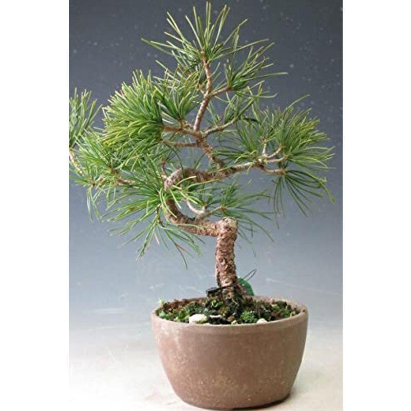 特売日 盆栽 松 福島五葉松のミニ盆栽現品 Maruショップ 通販 Yahoo ショッピング 今だけこの価格 Clinicaaldente Es