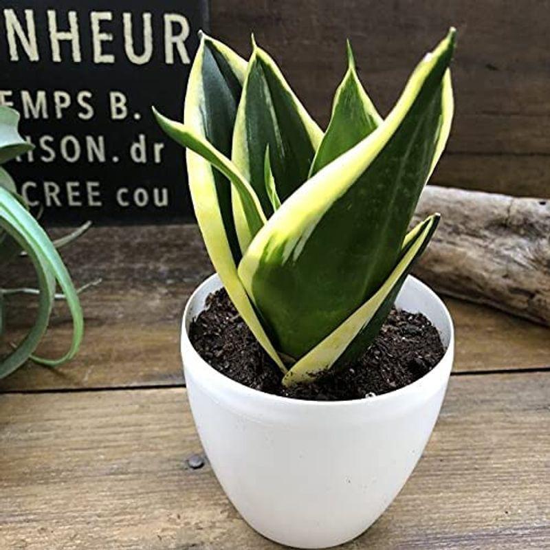 1560円 New限定品 開運植物 金運をアップ 空気清浄 おしゃれ 観葉植物