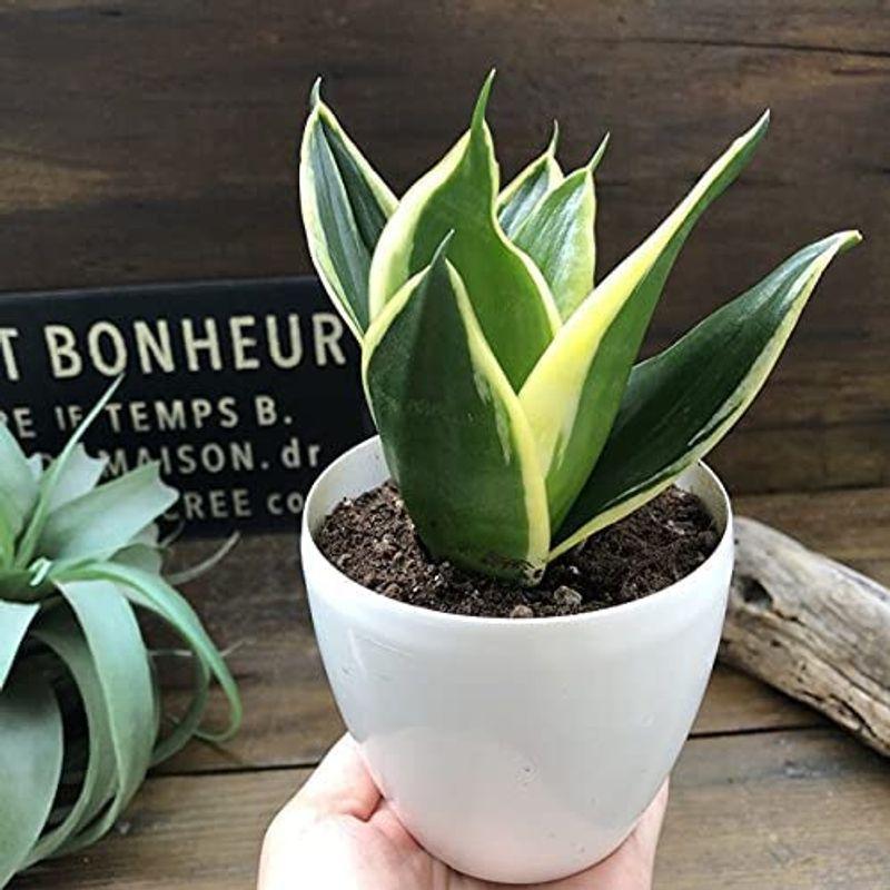 21新春福袋 空気をきれいにする サンセベリア サンスベリア ハニー 観葉植物 ギフト プレゼント