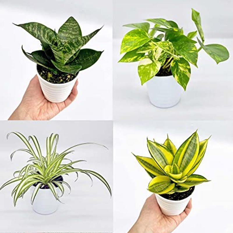 ina工藝 観葉植物 空気を綺麗にするのが得意な4点セット 空気清浄 おしゃれ 小さめ ミニ観葉 ポトス オリヅルラン サンスベリア ハニー :20220205142503-00567:グランマJP - 通販 - Yahoo!ショッピング ina工藝 観葉植物 空気を綺麗にするのが得意な4点セット 空気清浄 おしゃれ 小さめ ミニ観葉 ポトス オリヅルラン サンスベリア ハニー :20220205142503-00567:グランマJP - 通販 - Yahoo!ショッピング