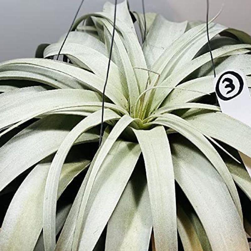 観葉植物 エアープランツ チランジア 花芽アリ キセログラフィカ 現品3番 グランマjp 通販 Yahoo ショッピング