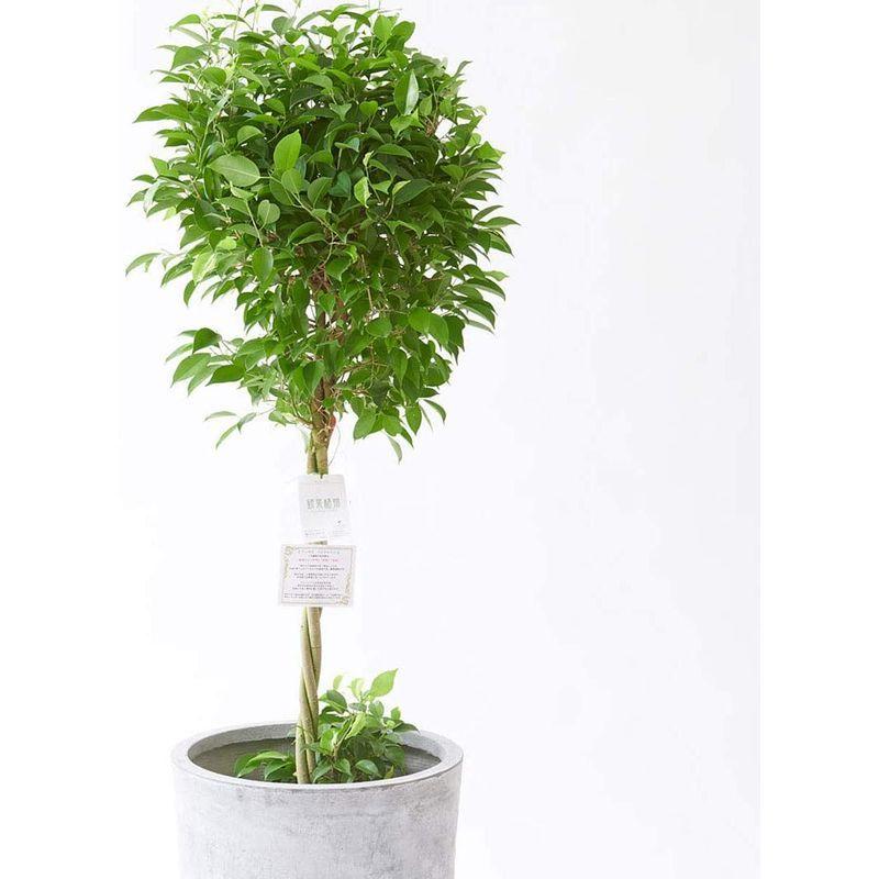 新品未使用 観葉植物 ベンジャミン リッチ ダブル 10号 インテリア鉢カバー ファイバークレイグレーポッド 立札 花言葉カード 欧州から輸入の装飾リ Maruショップ 通販 Yahoo ショッピング 高額クーポン配布中 Esraapharma Com