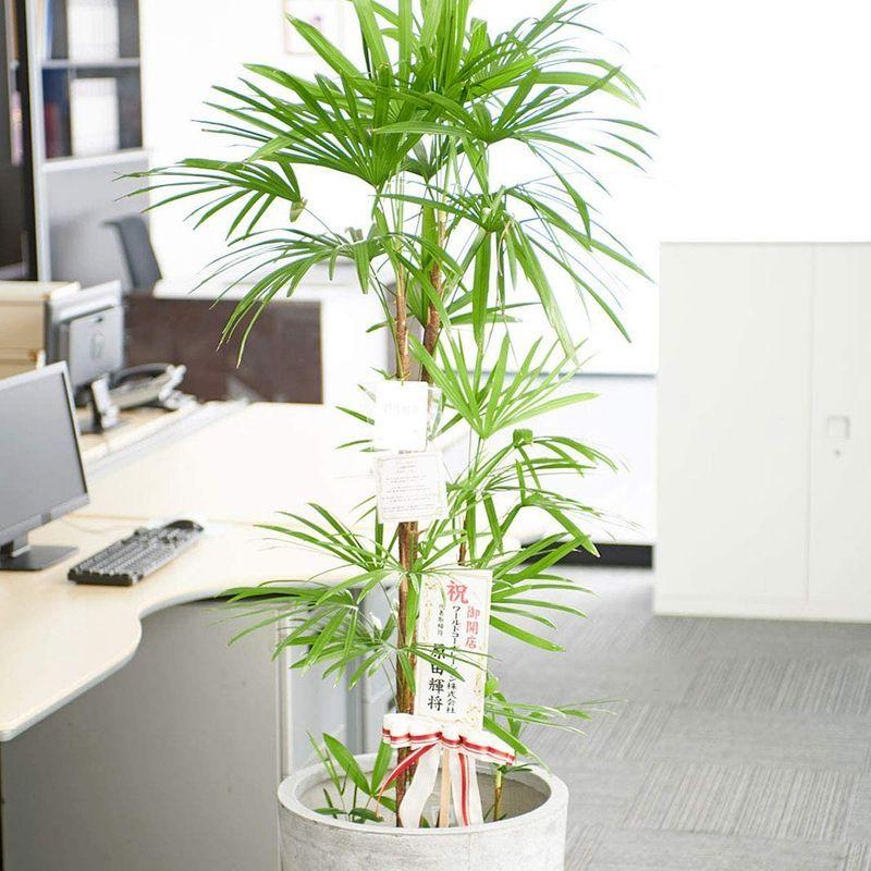 観葉植物 シュロチク 10号 インテリア鉢カバー ファイバークレイグレーポッド 立札 花言葉カード 欧州から輸入の装飾リボン付 開店祝い 開