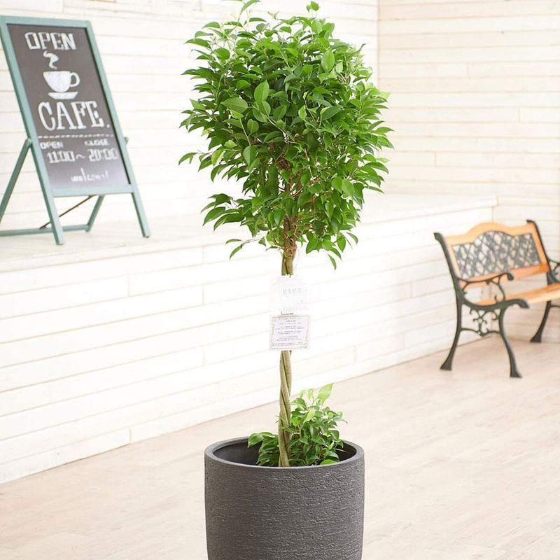 アウトレット セール価格 観葉植物 ベンジャミン リッチ ダブル 10号 インテリア鉢カバー ラグジュアリーブラックエッグ 立札 花言葉カード 欧州から輸入の装飾リ 海外 安い Www Megasafe Com My