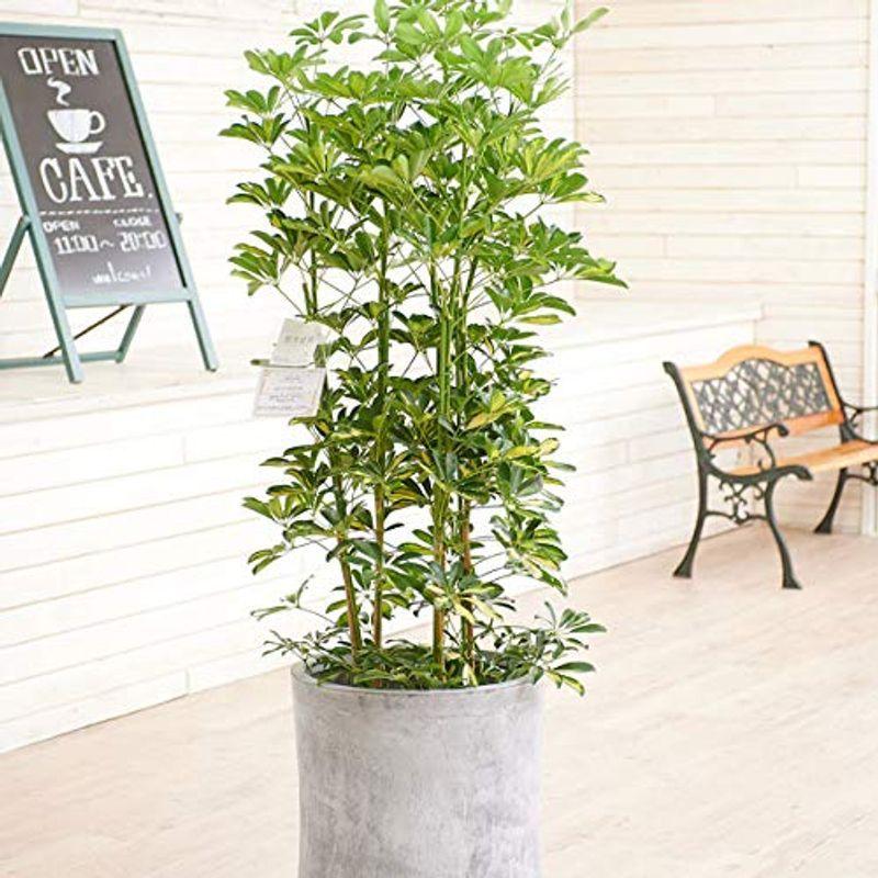 直販割 観葉植物 シェフレラ 斑入りホンコン 10号 インテリア鉢カバー ファイバークレイグレーポッド 立札 花言葉カード 欧州から輸入の装飾リボ 直販専門店 Clinicaaldente Es