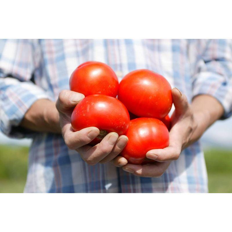 うのにもお得なうのにもお得なナガノトマト 信州生まれのおいしいトマト食塩無添加(機能性表示食品) 190g×20本 ソフトドリンク、ジュース 