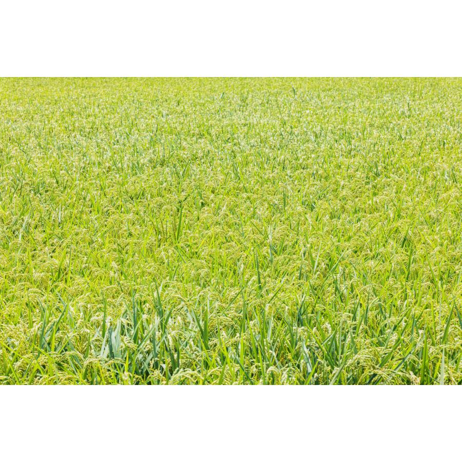 にこまる玄米30kg】新米 令和7年度 埼玉県産 にこまる 玄米 30kg