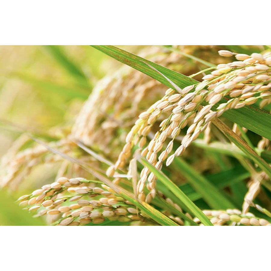 コシヒカリ 丸増【白米】新米 産地直送!令和6年産 埼玉県産 コシヒカリ 丸増【白米】新米 産地直送!令和6年産 埼玉県産