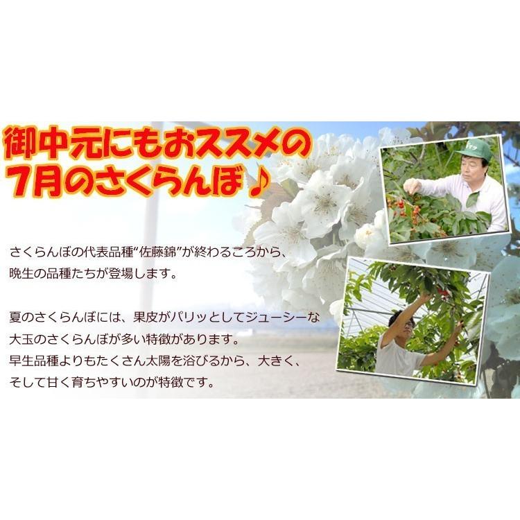 送料無料】予約 6月中下旬発送予定 ギフト さくらんぼ 大将錦 山形県産