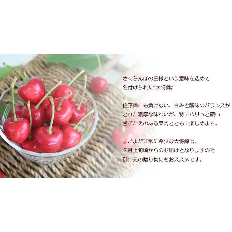 送料無料】予約 6月中下旬発送予定 ギフト さくらんぼ 大将錦 山形県産
