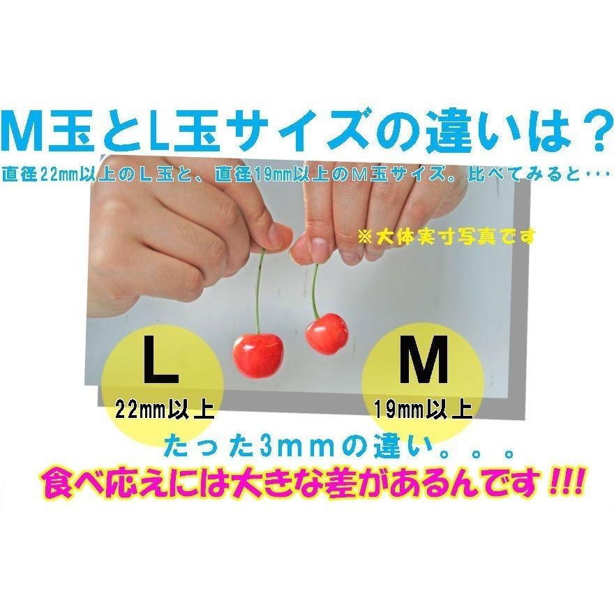 送料無料】予約 6月中下旬発送予定 ギフト さくらんぼ 大将錦 山形県産