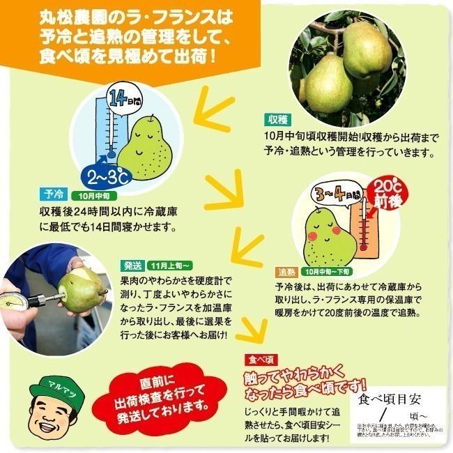 【前払い不可】ラ・フランス 訳有り 送料無料 洋梨 山形県産 約5kg（サイズおまかせ）ラフランス｜marumatsu｜02