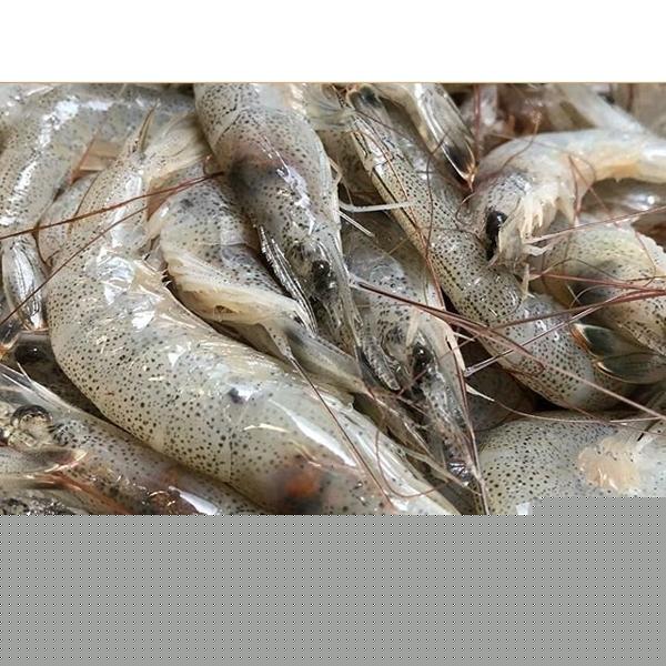 Yahoo ショッピング Paypayポイントがもらえる ネット通販