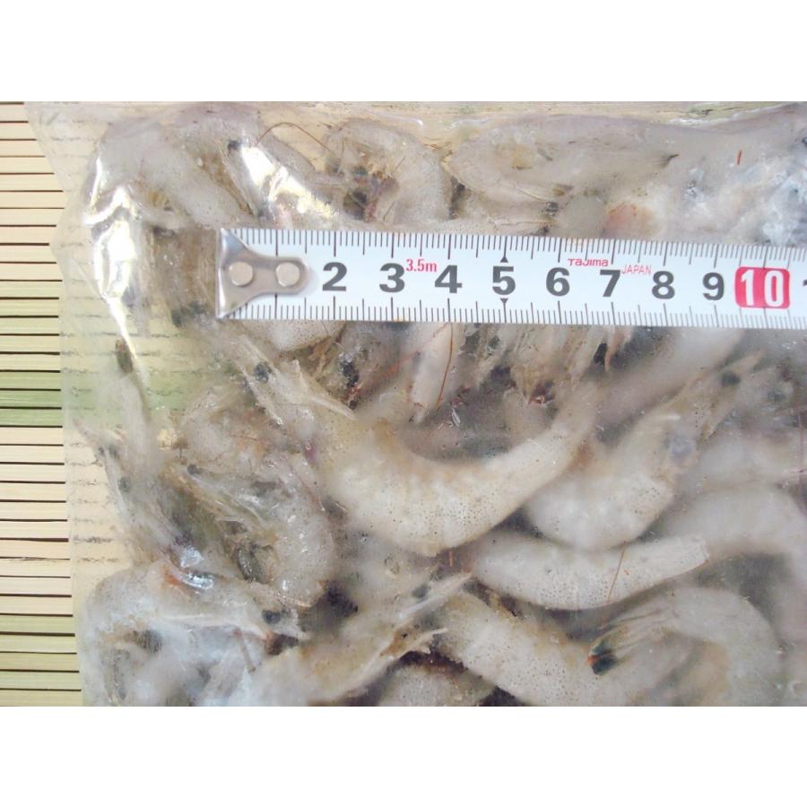 芝えび 熊本県産150尾前後 1ｋｇ 芝エビ エビ えび 海老 Shibaebi1 おいしい明太子 築地丸中 通販 Yahoo ショッピング