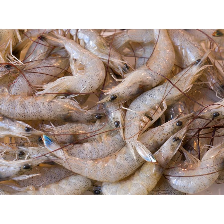 芝えび 熊本県産150尾前後 1ｋｇ 芝エビ エビ えび 海老 Shibaebi1 おいしい明太子 築地丸中 通販 Yahoo ショッピング