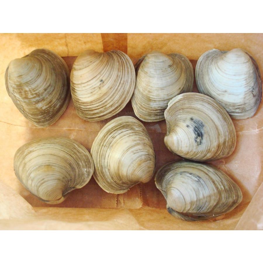 ホンビノス貝1ｋｇ バーベキュウにも Tsr051 おいしい明太子 築地丸中 通販 Yahoo ショッピング