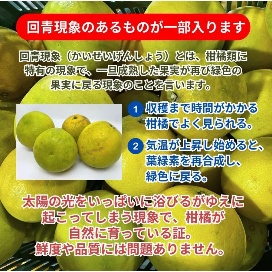 訳あり 河内晩柑 10kg かわちばんかん、みしょうゴールド、美生柑