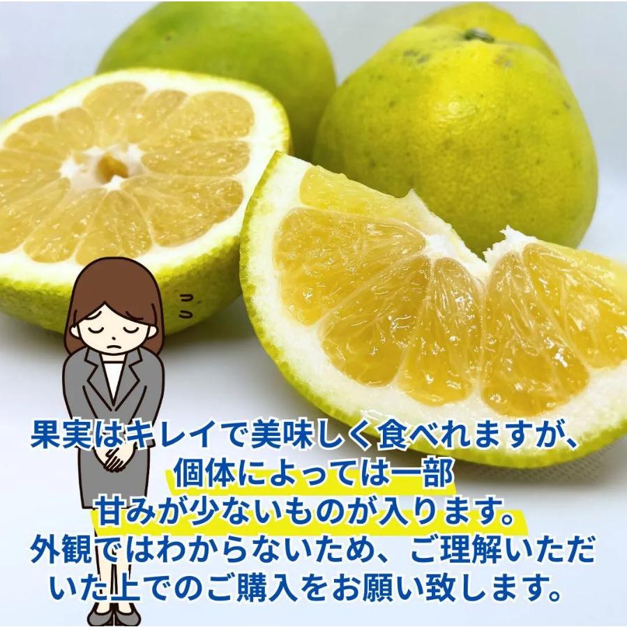 訳あり 河内晩柑 10kg かわちばんかん、みしょうゴールド、美生柑