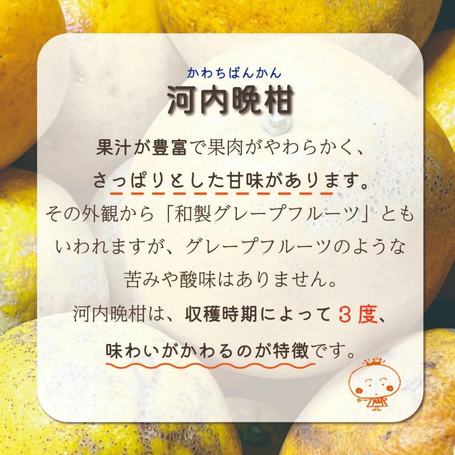 訳あり 河内晩柑 10kg かわちばんかん、みしょうゴールド、美生柑