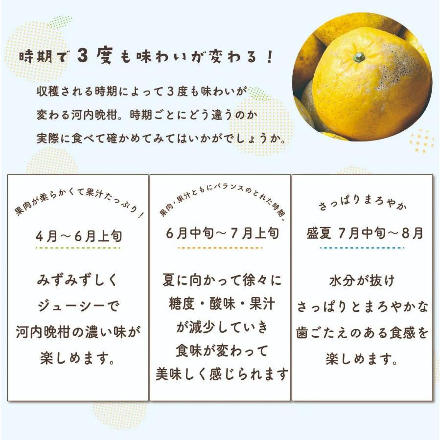訳あり 河内晩柑 10kg かわちばんかん、みしょうゴールド、美生柑
