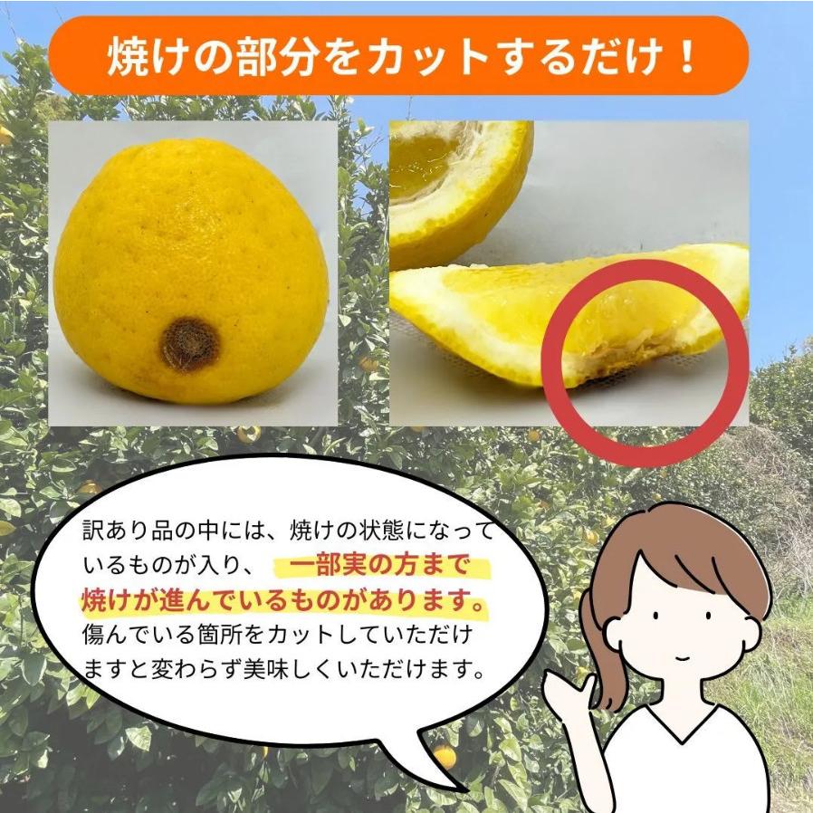 訳あり 河内晩柑 10kg かわちばんかん、みしょうゴールド、美生柑