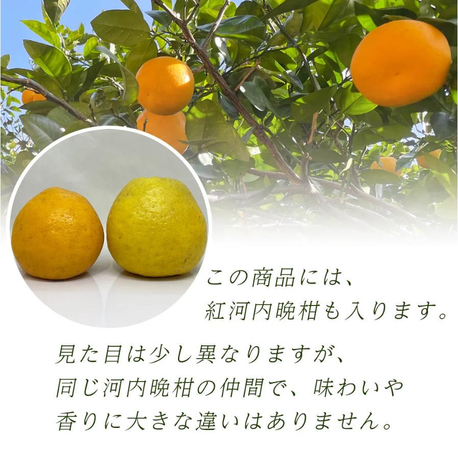 訳あり 河内晩柑 10kg かわちばんかん、みしょうゴールド、美生柑