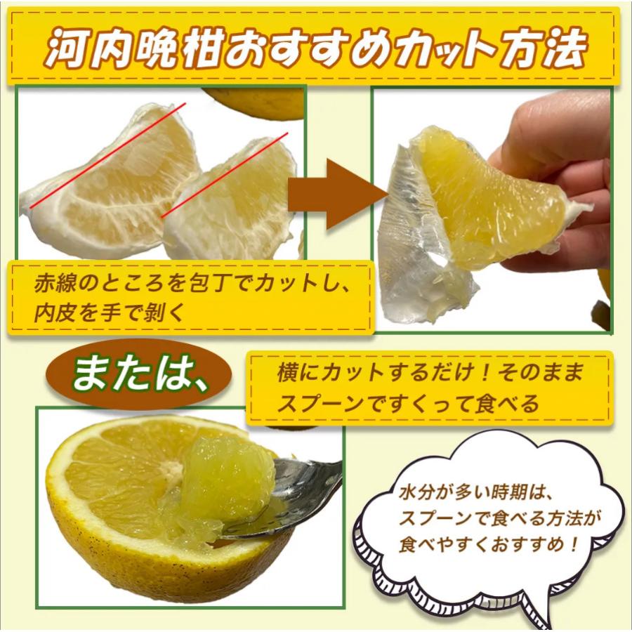 訳あり 河内晩柑 20kg かわちばんかん、みしょうゴールド、美生柑