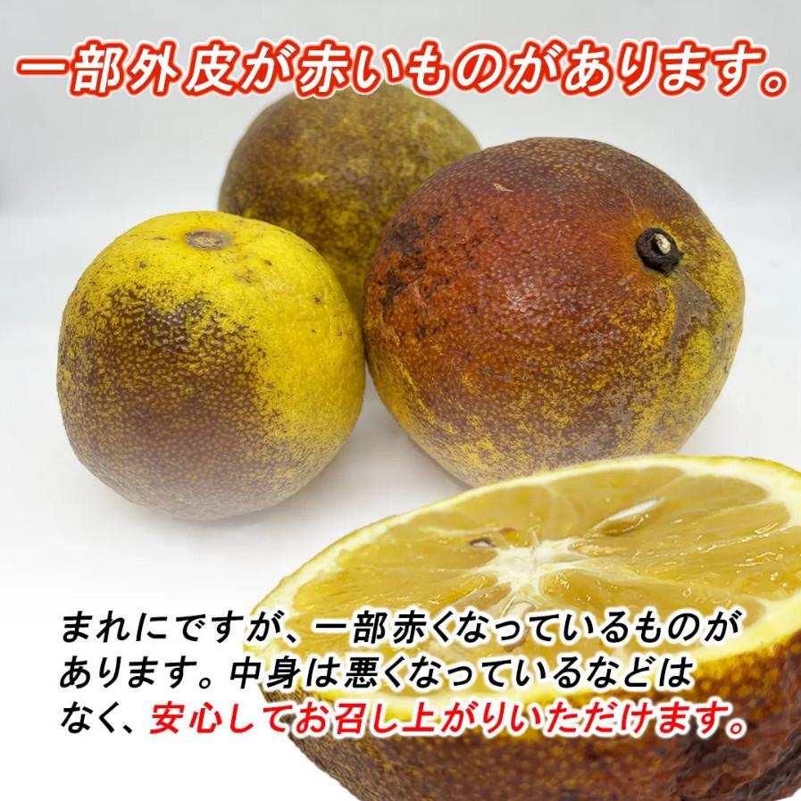訳あり 食べ応え抜群！ 河内晩柑 大玉 10kg かわちばんかん、み