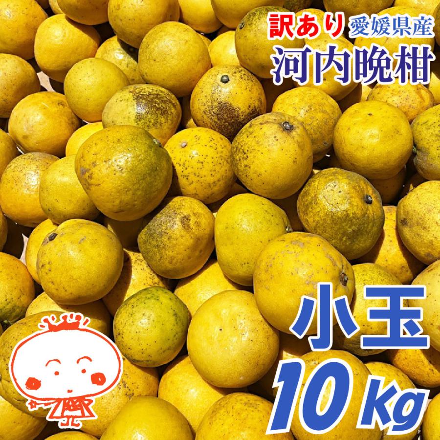 愛媛県産河内晩柑訳あり小玉10kg3箱 訳あり 実がぎっしり！ 河内晩柑 小玉 10kg かわちばんかん、み
