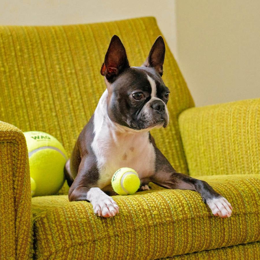 DULTON（ダルトン） TENNIS BALL SET OF 3 XS テニスボール ペット用品