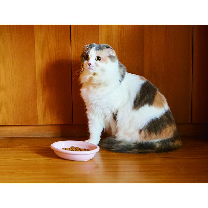 ペット スタンド おしゃれ 食器 かわいい 犬 猫 ねこ いぬ TAMAKI アペティ 猫用 オーバル シングルセット グレー |  | 06