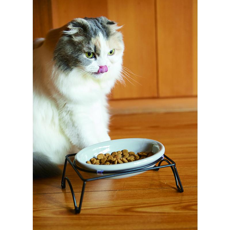 ペット犬猫用　持ち手付食器　中大サイズ　5点 ペット おしゃれ 食器 かわいい 犬 猫 ねこ いぬ TAMAKI アペティ 犬用