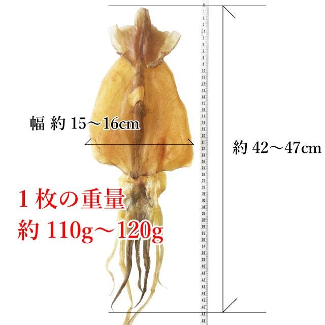 するめいか スルメ 松前産 約230g 特特大サイズ 北海道産 (110gから