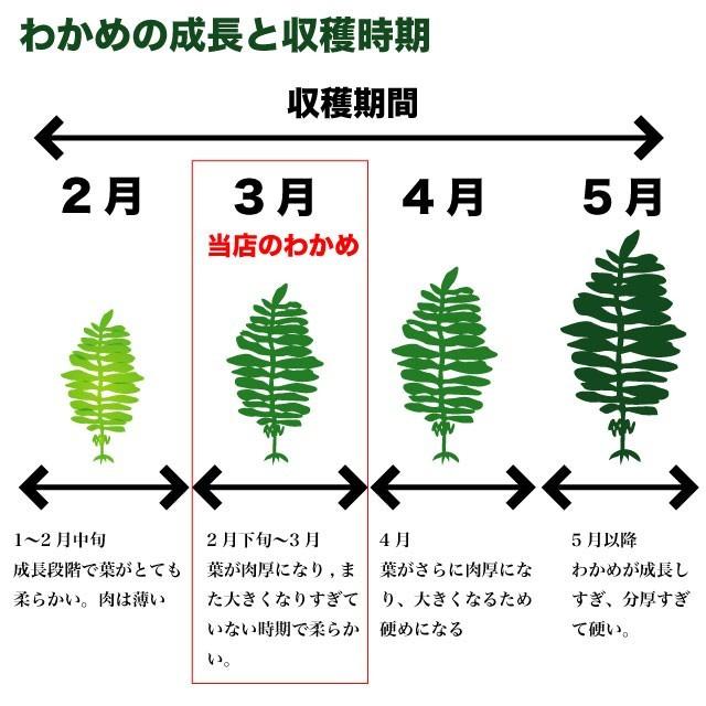 わかめ 三陸産 生わかめ  一等級 400g 国産 原藻 塩蔵わかめ 肉厚 減塩 送料無料｜marusakaisou｜05