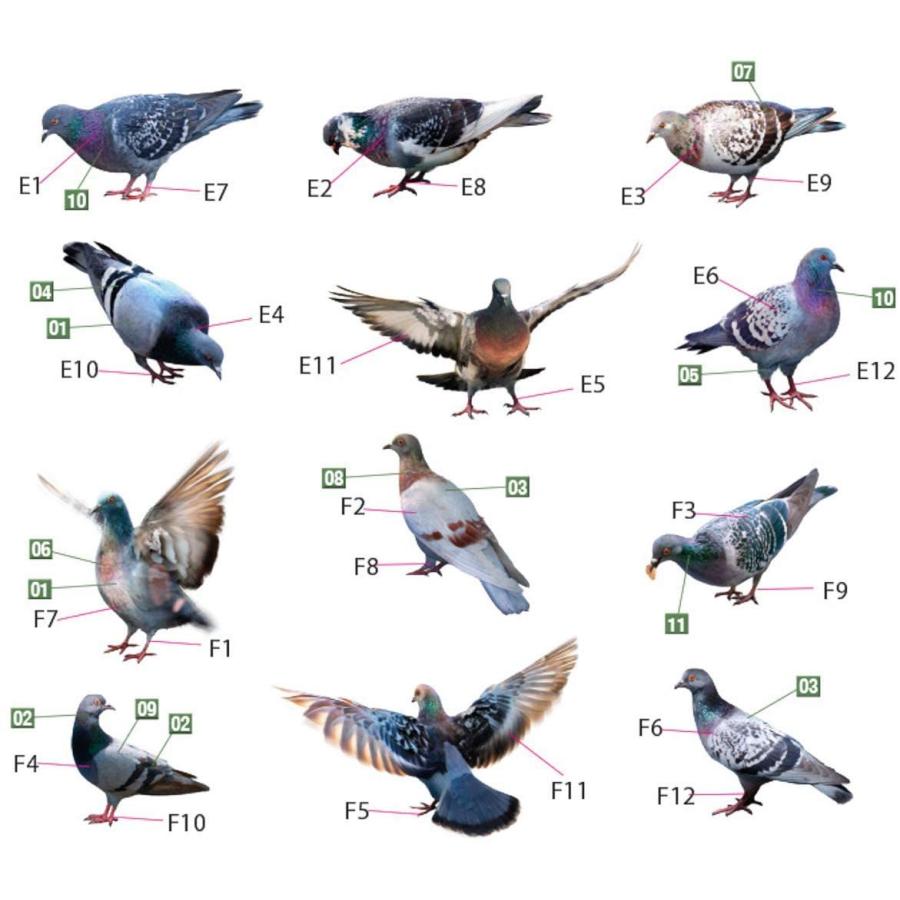 ミニアート MA38036  1/35スケール   鳩 36羽セット プラモデル組立キット | GSIクレオス | 02