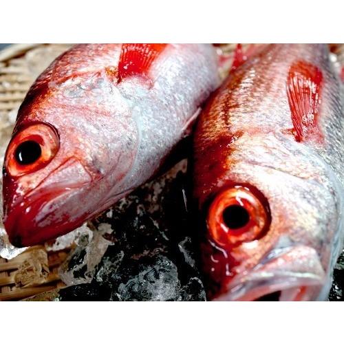 富山湾産のどぐろ一夜干L 350g前後 |  | 01