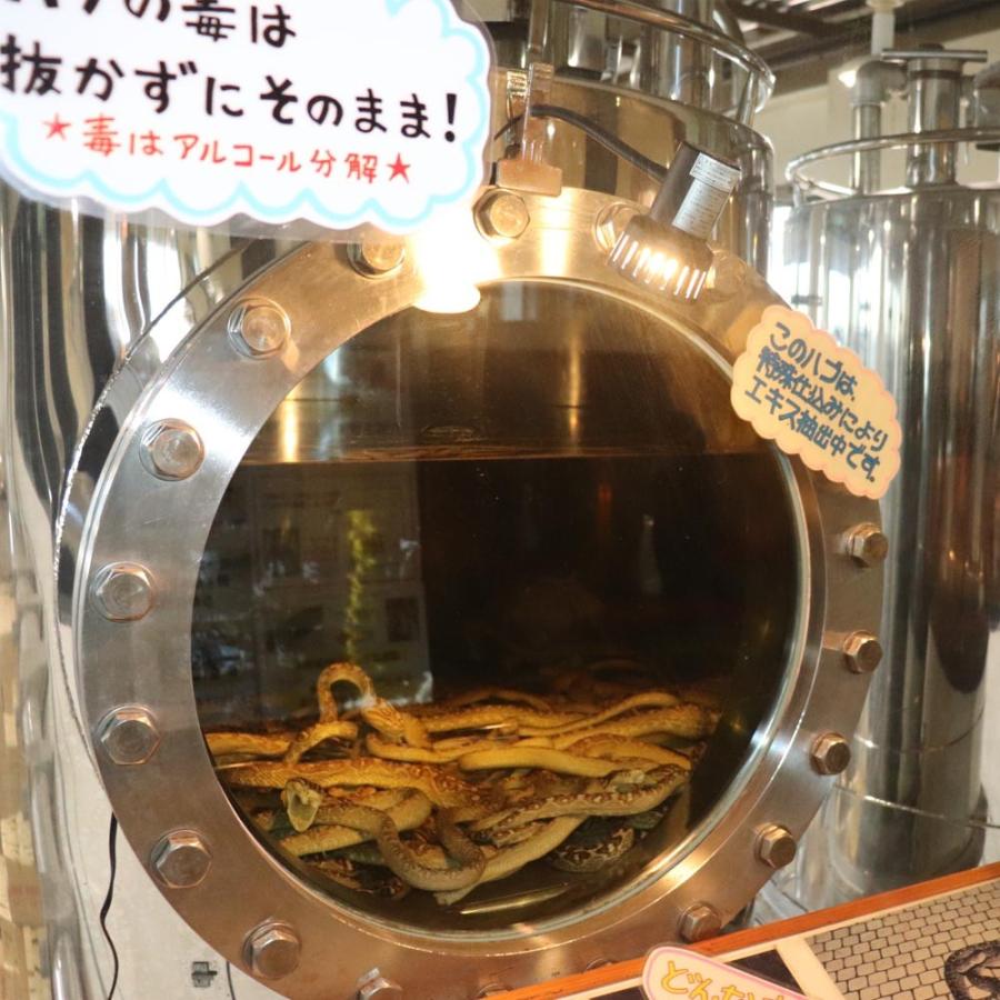 南都酒造所 ハブ入り ハブ酒 35度 800ml×6本 化粧箱入り 沖縄 お土産