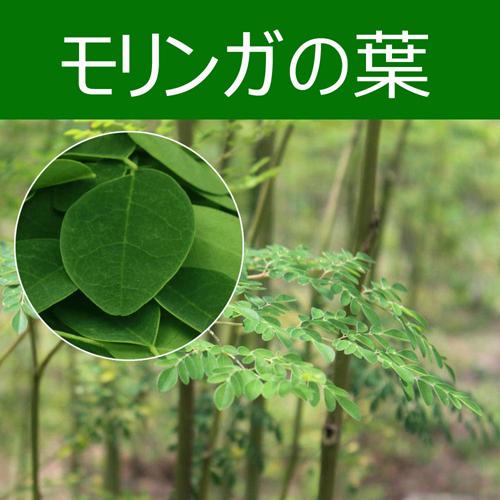 モリンガ 沖縄産 500g R5年11月収穫 無農薬 乾燥 茶葉 オーガニック 有機モリンガ茶 沖縄県産100％ 30包×3袋 JAS有機認定畑原料使用