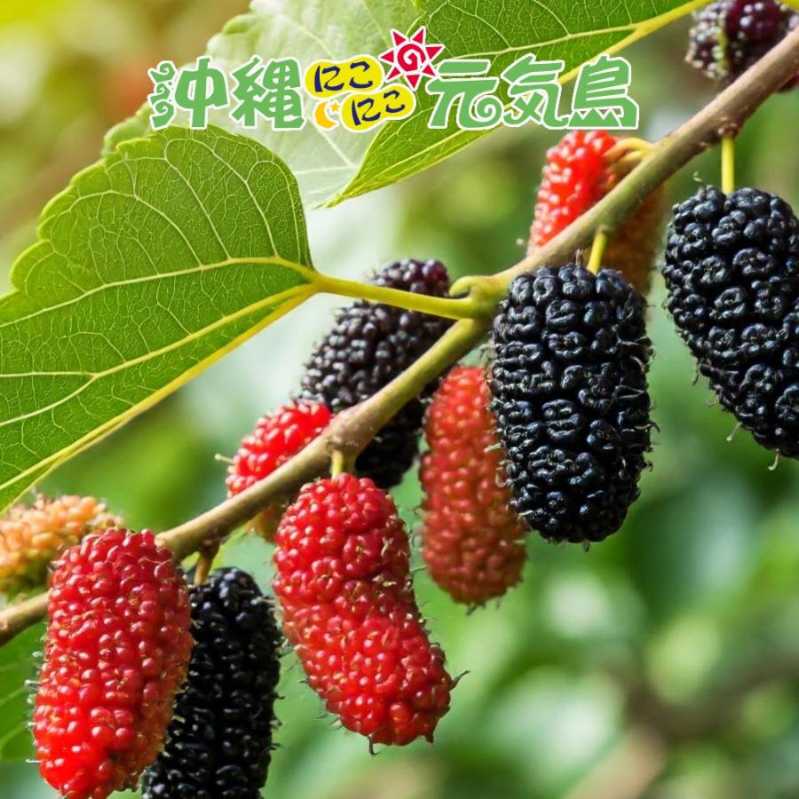 桑の実ジャム フルーツジャム 150g×3本 くわの実 沖縄県産桑の実 浦添