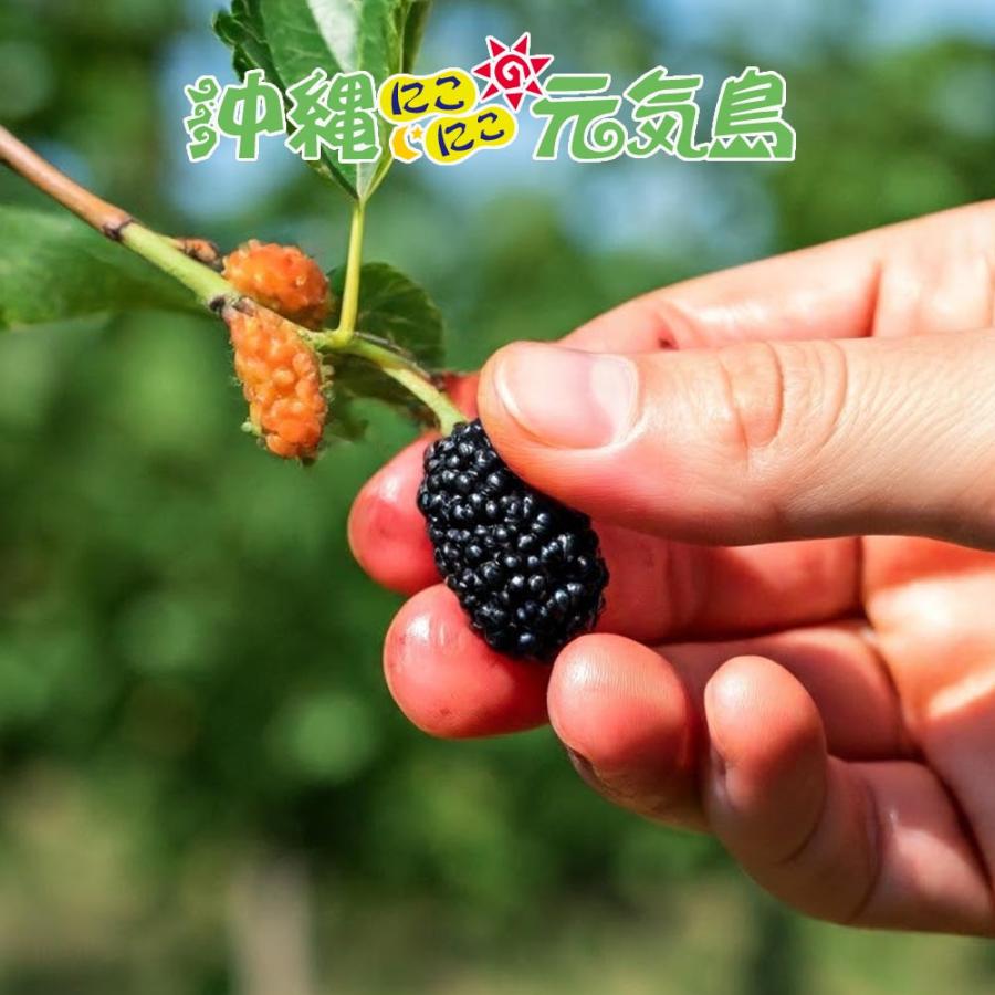 桑の実ジャム フルーツジャム 150g×3本 くわの実 沖縄県産桑の実 浦添