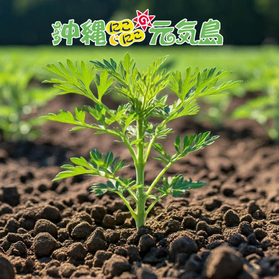 沖縄県産よもぎ使用 フーチバーエキス(よもぎ) 900ml×1本 沖縄特産