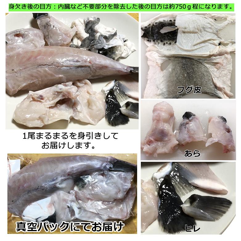 送料無料 刺身OK！活〆とらふぐ丸ごと1尾　身欠き（原魚1尾約1.2kgサイズ）てっちり てっさ フグ 北海道・沖縄は別途送料1000円｜marusazaiki｜04